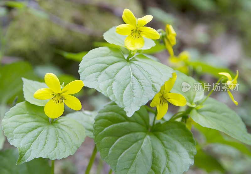 光滑的黄紫罗兰(Viola glabella)